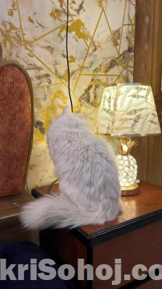 Persian cat long hair